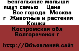 Бенгальские малыши ищут семью) › Цена ­ 5 500 - Все города, Москва г. Животные и растения » Кошки   . Костромская обл.,Волгореченск г.